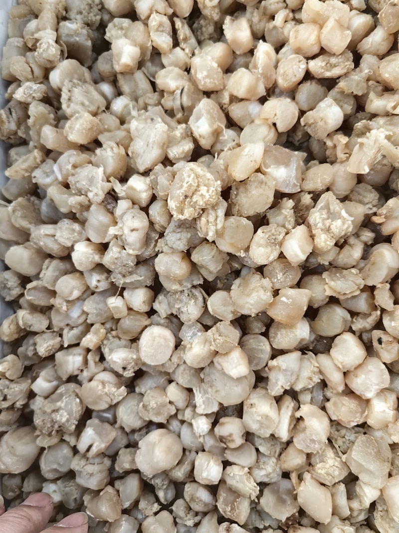 ***干贝瑶柱干贝质量好***食堂食品厂馅料