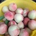 桂林恭城春美毛桃