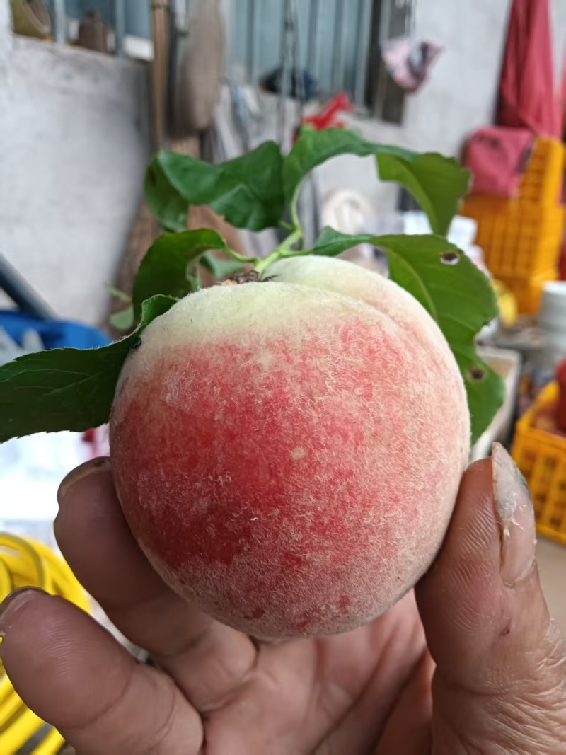 桂林恭城春美毛桃