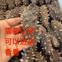 大连高刺不挂冰不缩水固化物百分之95Q弹口感鲜食即食海参