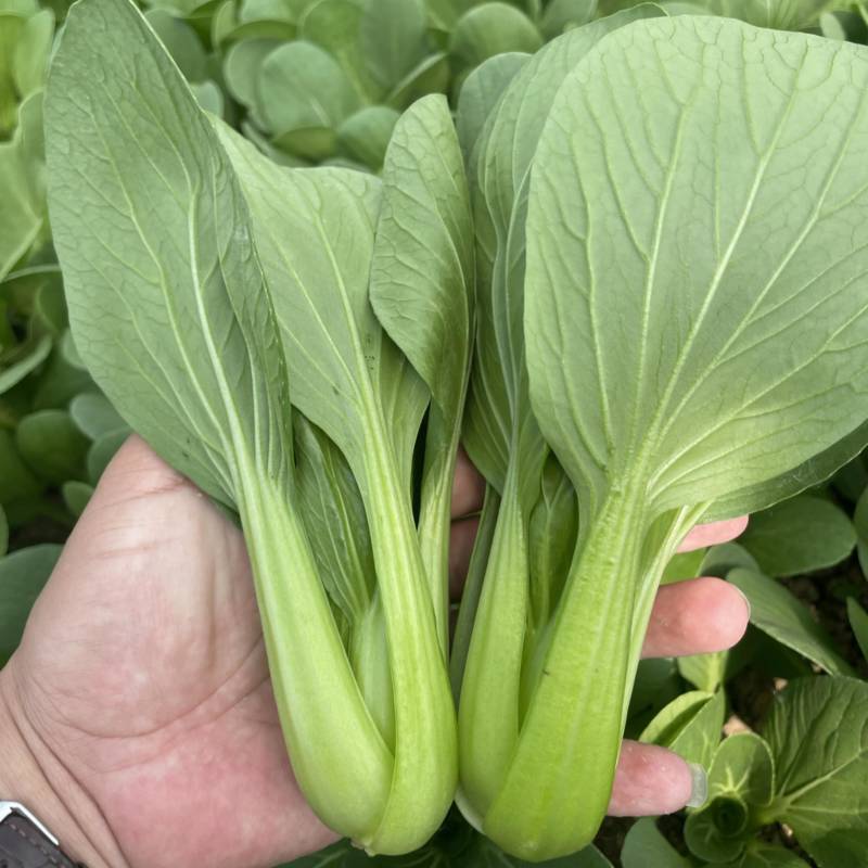 精品上海青叶菜基地，大量上市，欢迎全国采购商致电，