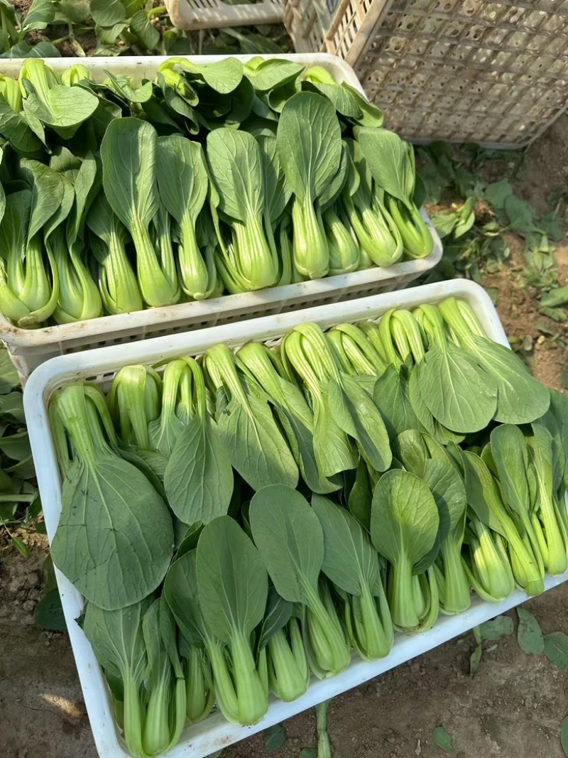 精品上海青叶菜基地，大量上市，欢迎全国采购商致电，