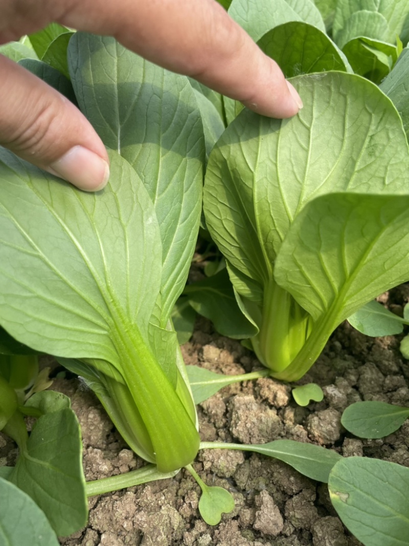 精品上海青叶菜基地，大量上市，欢迎全国采购商致电，