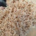 网红虾皮带籽虾皮引子虾皮红膏虾皮个头大淡干无盐