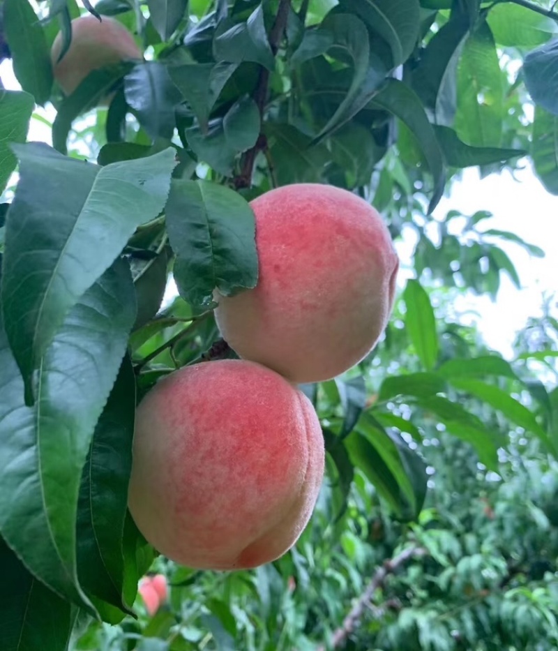 郑三毛桃陕西毛桃大荔郑三毛桃大量上市基地直发欢迎咨询