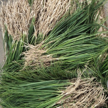 亳州中药材知母苗基地批发现挖现卖好种植易管理