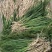 亳州中药材知母苗基地批发现挖现卖好种植易管理