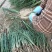 亳州中药材知母苗基地批发现挖现卖好种植易管理