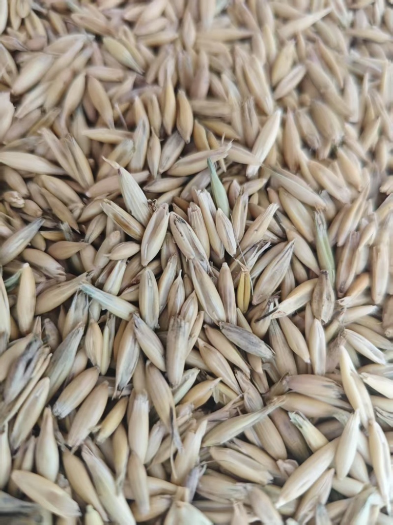 白燕麦