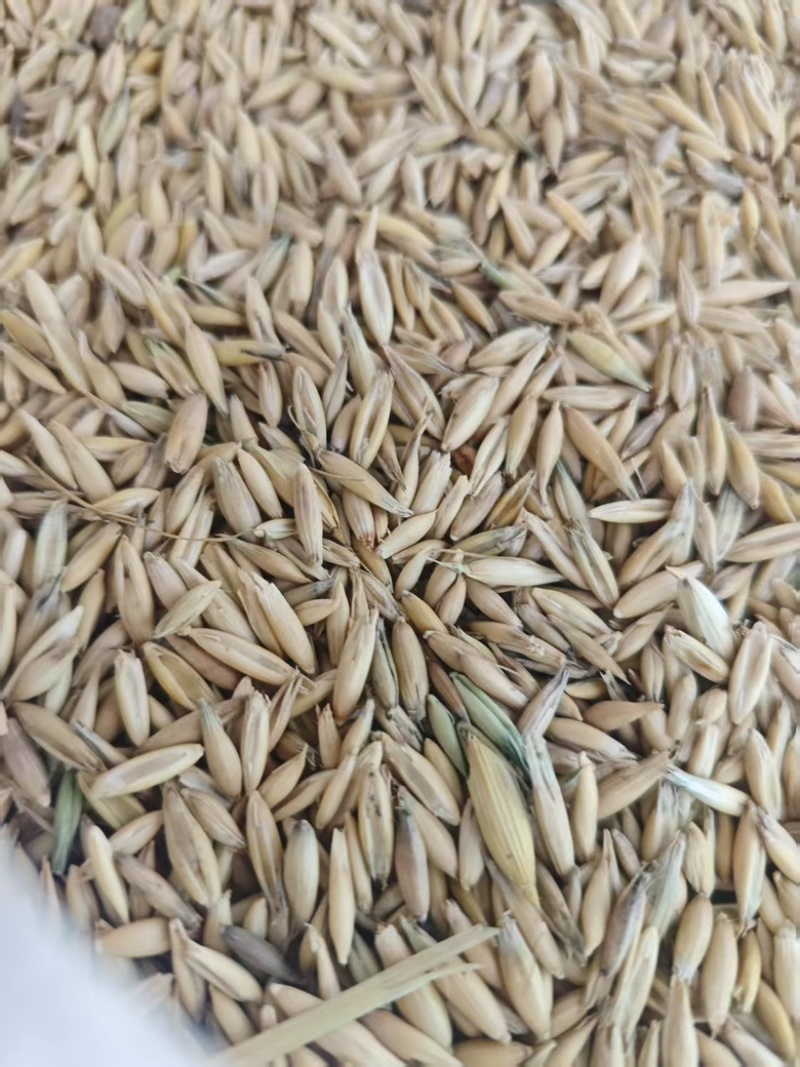 白燕麦