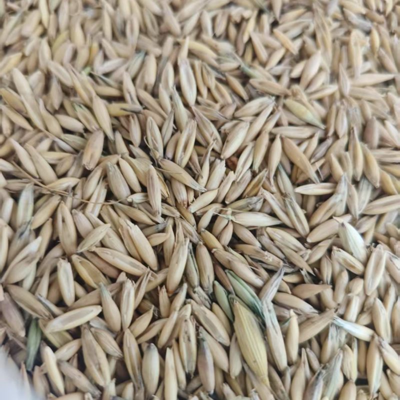白燕麦