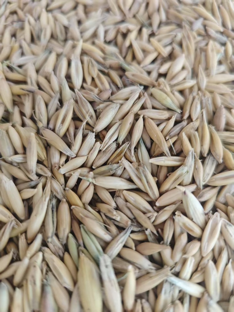 白燕麦