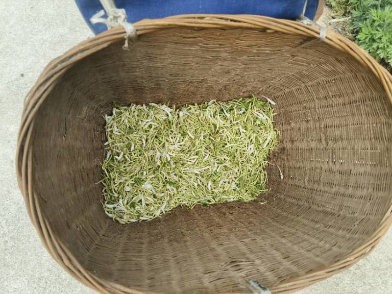2025年新货，高山金银花，天然生长，无污染。