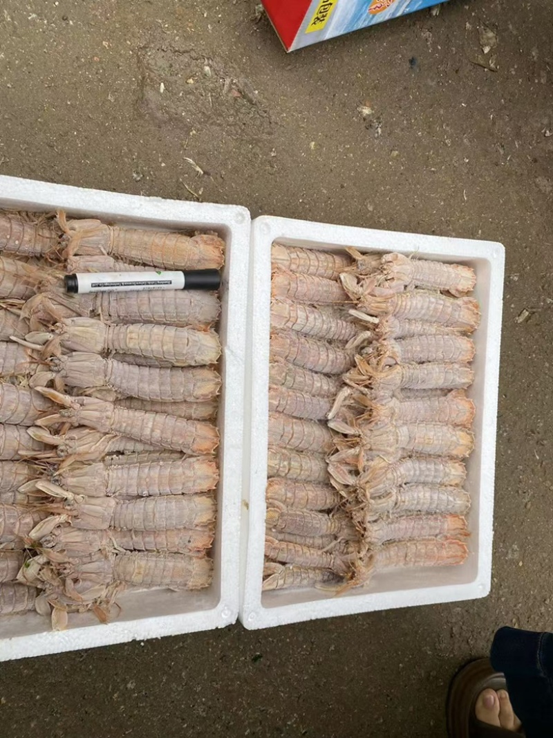 熟冻皮皮虾全规格大小都有公母混发