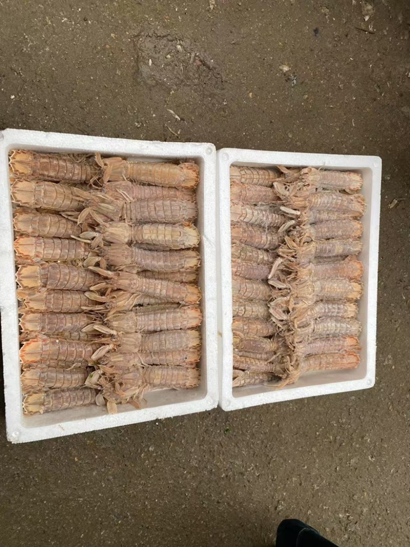 熟冻皮皮虾全规格大小都有公母混发