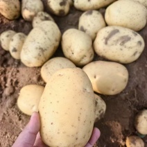 陕西黄心土豆产地货源充足保质保量全国发货欢迎电话联系