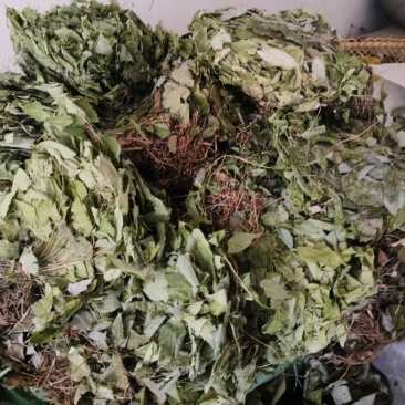 高山淫洋霍无根，颜色好，无杂质。
