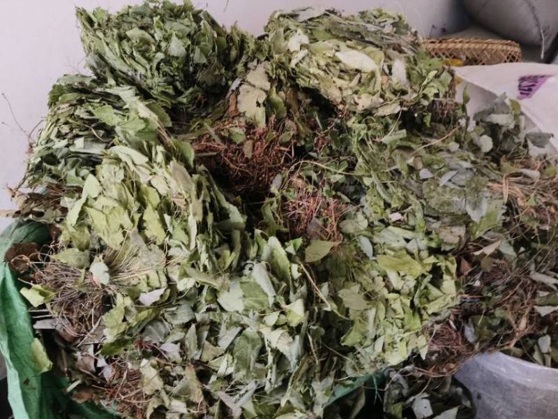 高山淫洋霍无根，颜色好，无杂质。