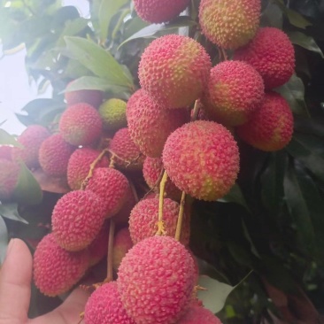 荔枝妃子笑广东产区直发保质保量供货对接全国
