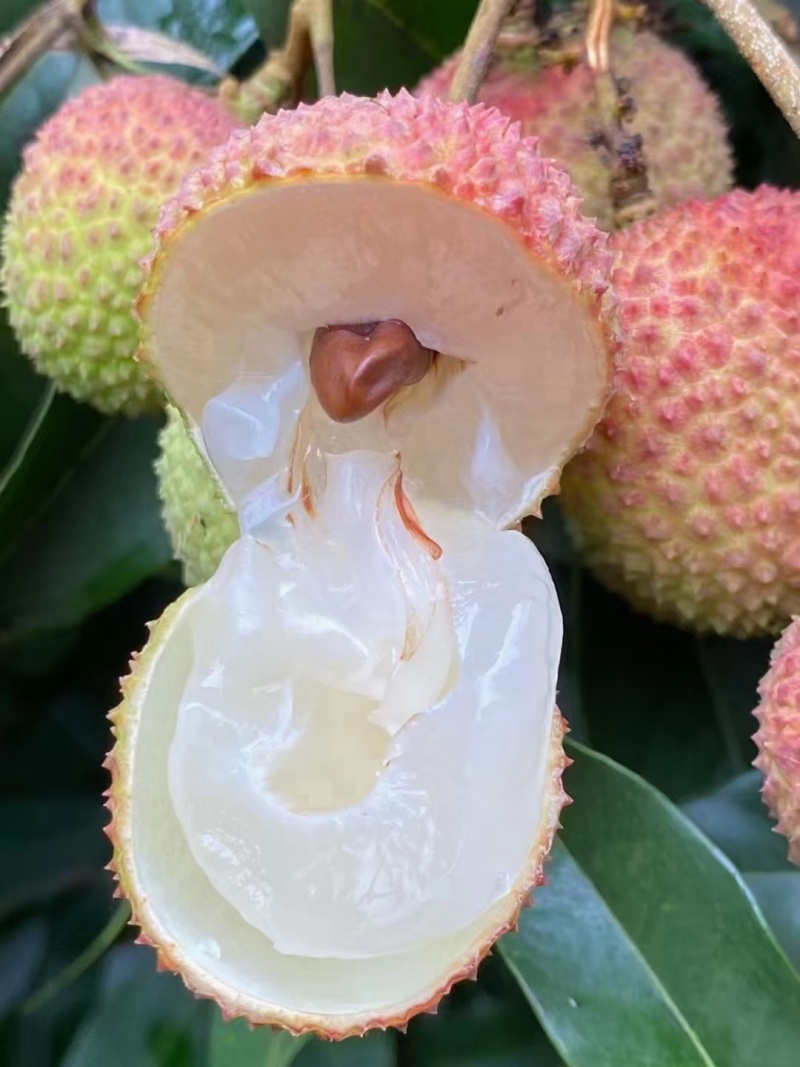 荔枝妃子笑广东产区直发保质保量供货对接全国