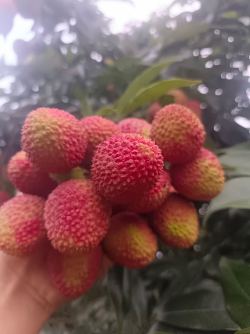 荔枝妃子笑广东产区直发保质保量供货对接全国