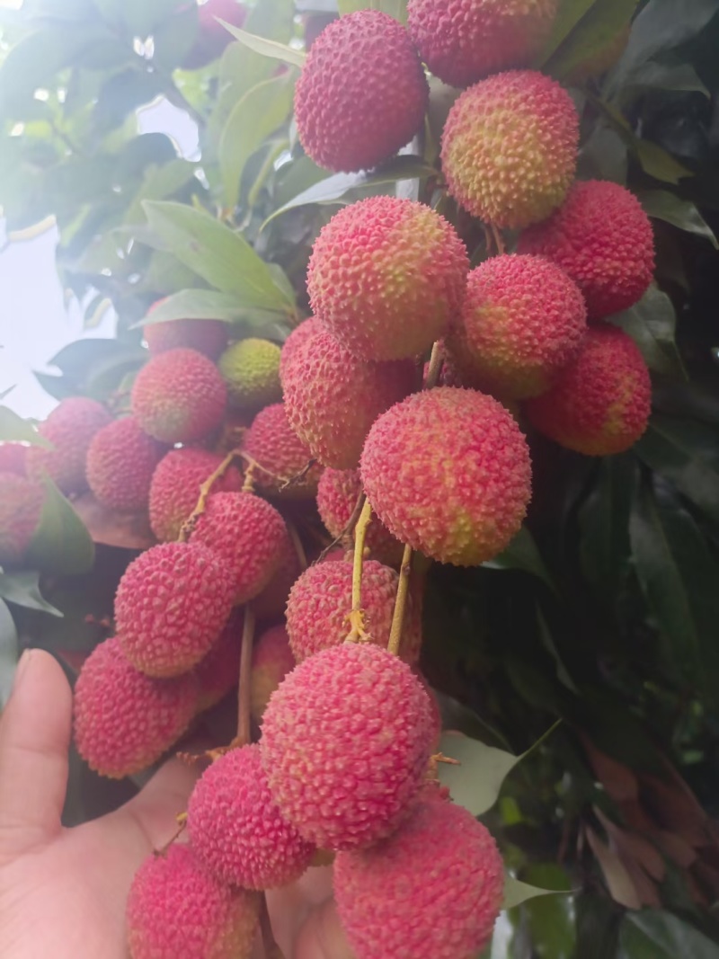 荔枝广东产区直发保质保量供货对接全国电商商超