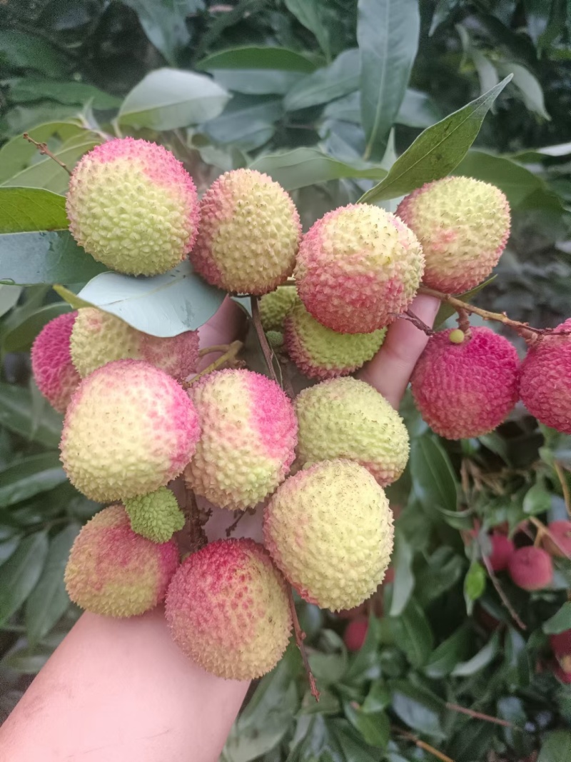 荔枝广东产区直发保质保量供货对接全国电商商超