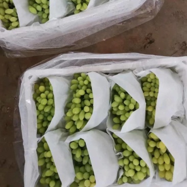 云南白鸡心葡萄：青提葡萄熟了：需要联系产地直发