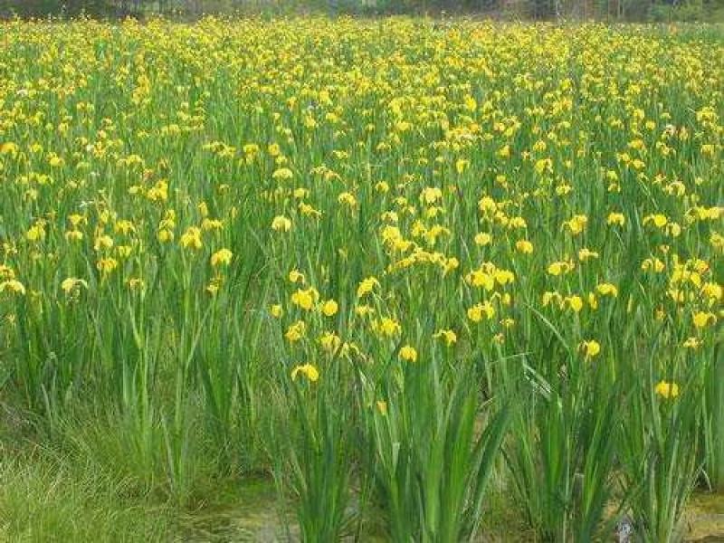 黄菖蒲种子新采花卉种子水生黄菖蒲种子水陆植物耐涝