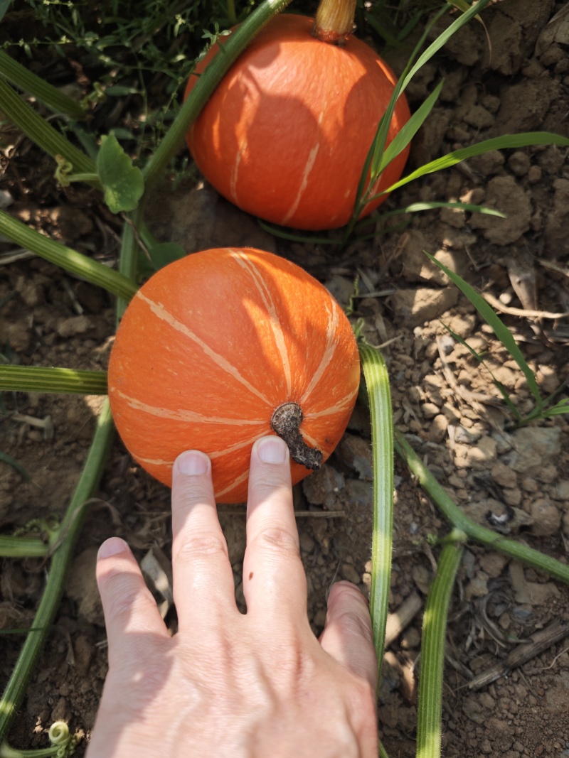 产地红皮南瓜红金瓜太阳瓜，基地一手货源，长期供应合作