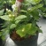 横县茉莉花窝苗盆景花卉盆栽绿植茉莉花【带花苞，基地直发】