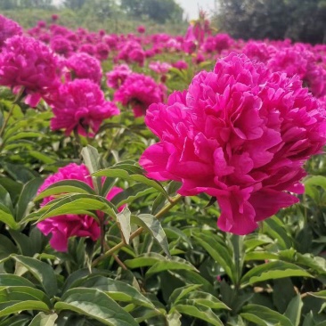 重瓣浓香花卉正宗观赏芍药四季开花耐