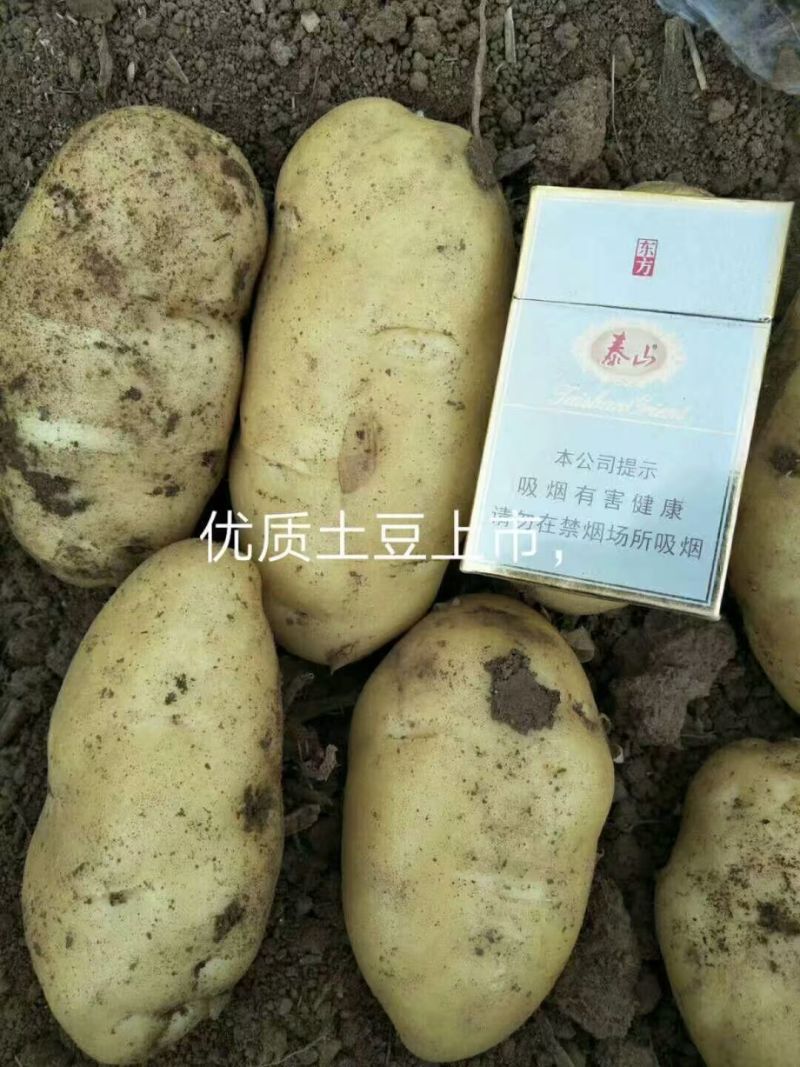 荷兰十五土豆黄皮黄心品种齐全质量保证全国发货坏烂包赔