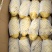 荷兰十五土豆黄皮黄心品种齐全质量保证全国发货坏烂包赔
