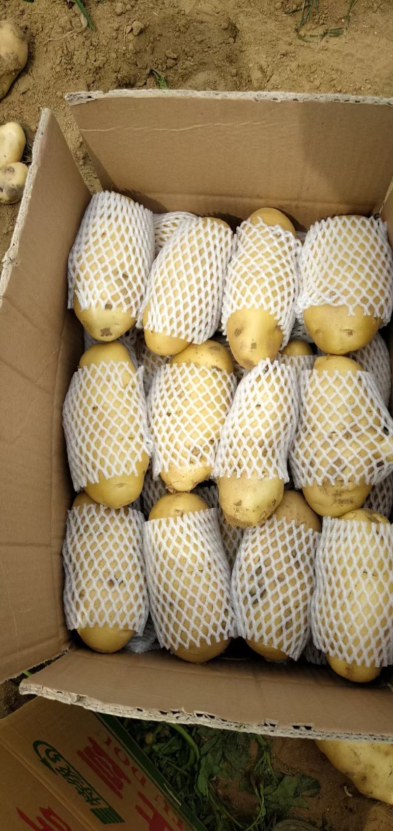 荷兰十五土豆黄皮黄心品种齐全质量保证全国发货坏烂包赔