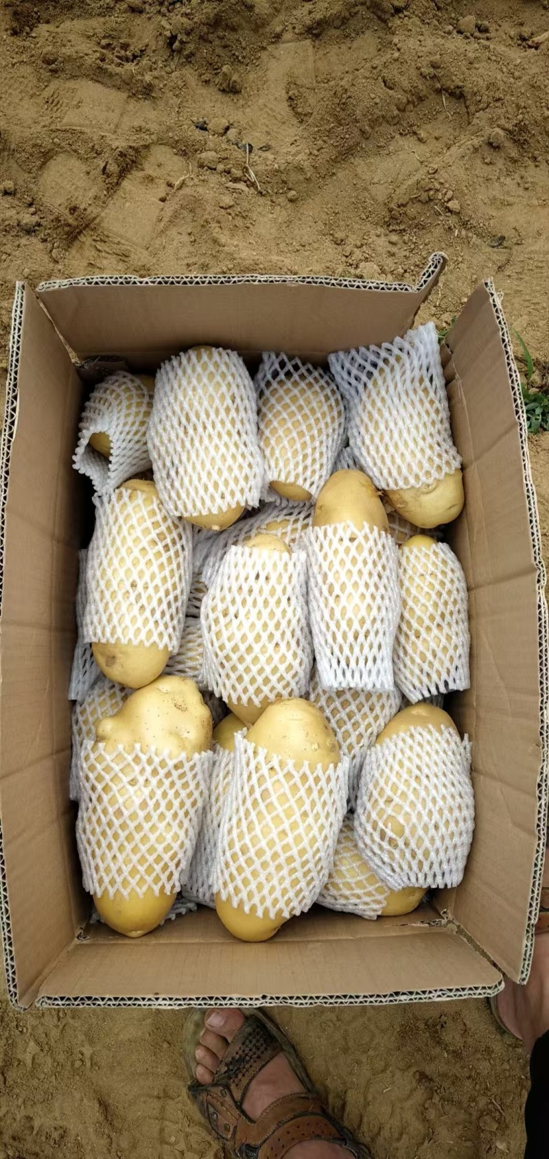 荷兰十五土豆黄皮黄心品种齐全质量保证全国发货坏烂包赔