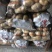 荷兰十五土豆黄皮黄心品种齐全质量保证全国发货坏烂包赔