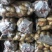 荷兰十五土豆黄皮黄心品种齐全质量保证全国发货坏烂包赔