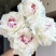 重瓣浓香花卉正宗观赏芍药四季开花耐