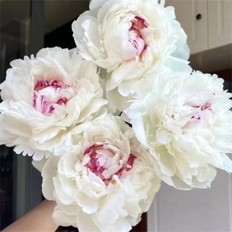 重瓣浓香花卉正宗观赏芍药四季开花耐