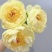 重瓣浓香花卉正宗观赏芍药四季开花耐