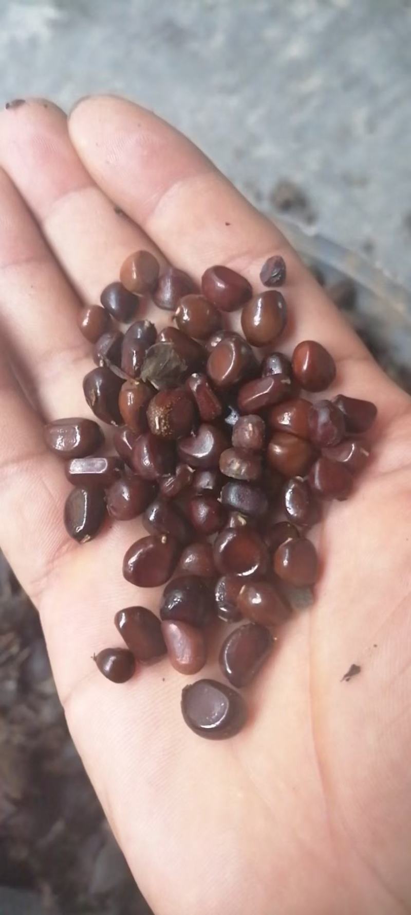 重瓣浓香花卉正宗观赏芍药四季开花耐