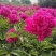 重瓣浓香花卉正宗观赏芍药四季开花耐