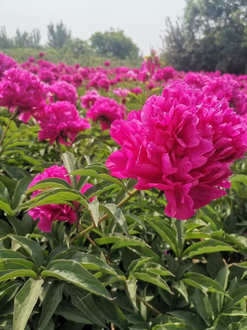 重瓣浓香花卉正宗观赏芍药四季开花耐