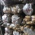 荷兰十五土豆黄皮黄心品种齐全质量保证全国发货坏烂包赔