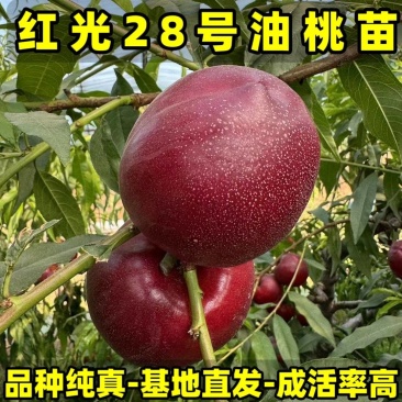 红光28号油桃苗大果型油桃品种纯真基地现起现发货