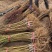 红光28号油桃苗大果型油桃品种纯真基地现起现发货