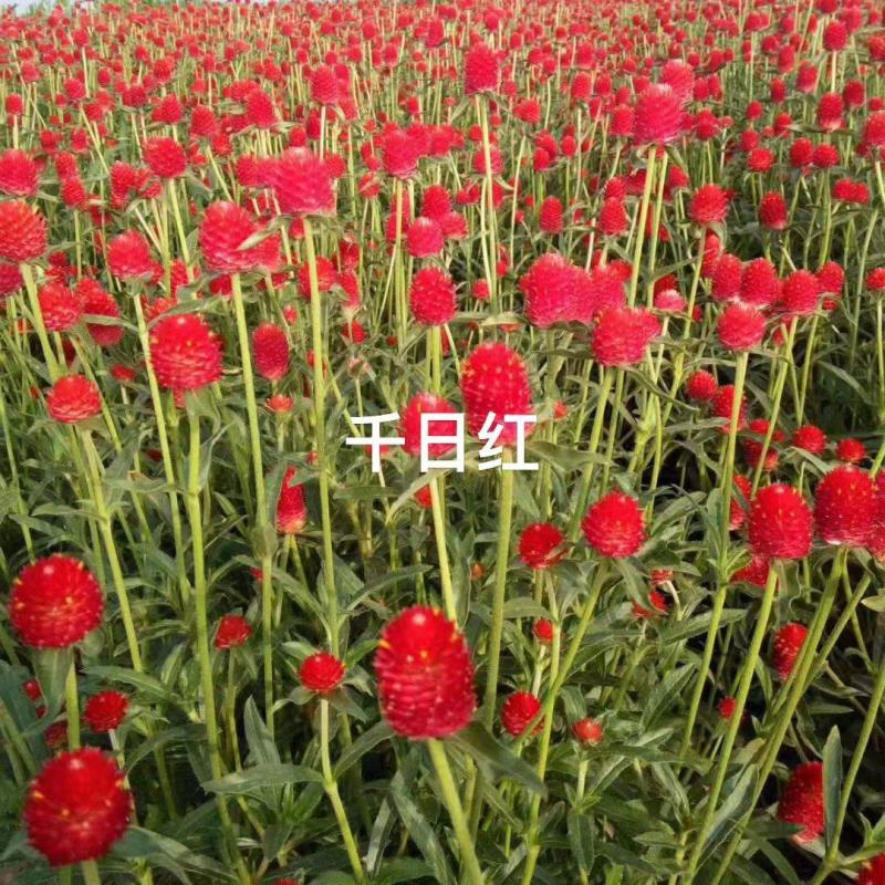 四季花种子千日红百日红火球庭院景观绿化花卉易活花籽千日紫
