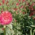 四季花种子千日红百日红火球庭院景观绿化花卉易活花籽千日紫