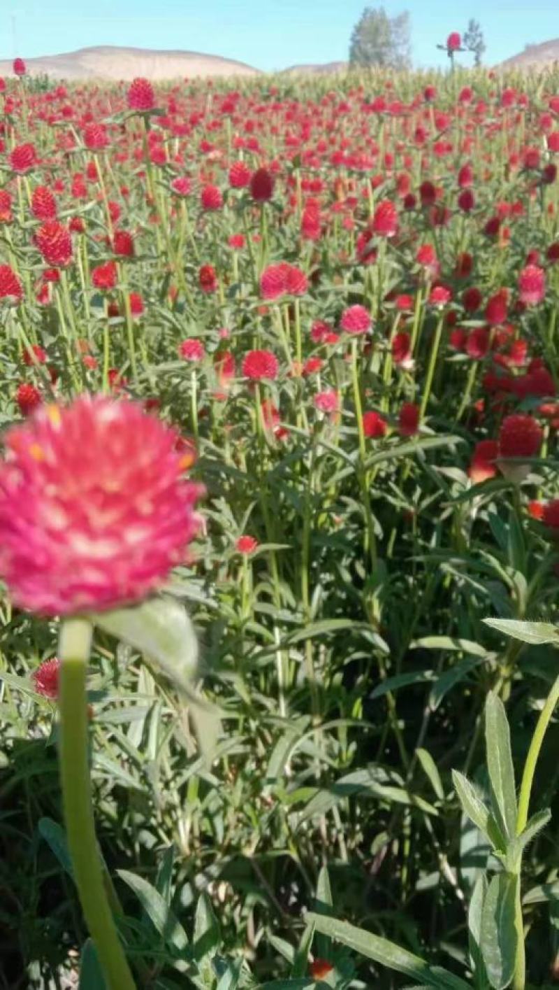 四季花种子千日红百日红火球庭院景观绿化花卉易活花籽千日紫